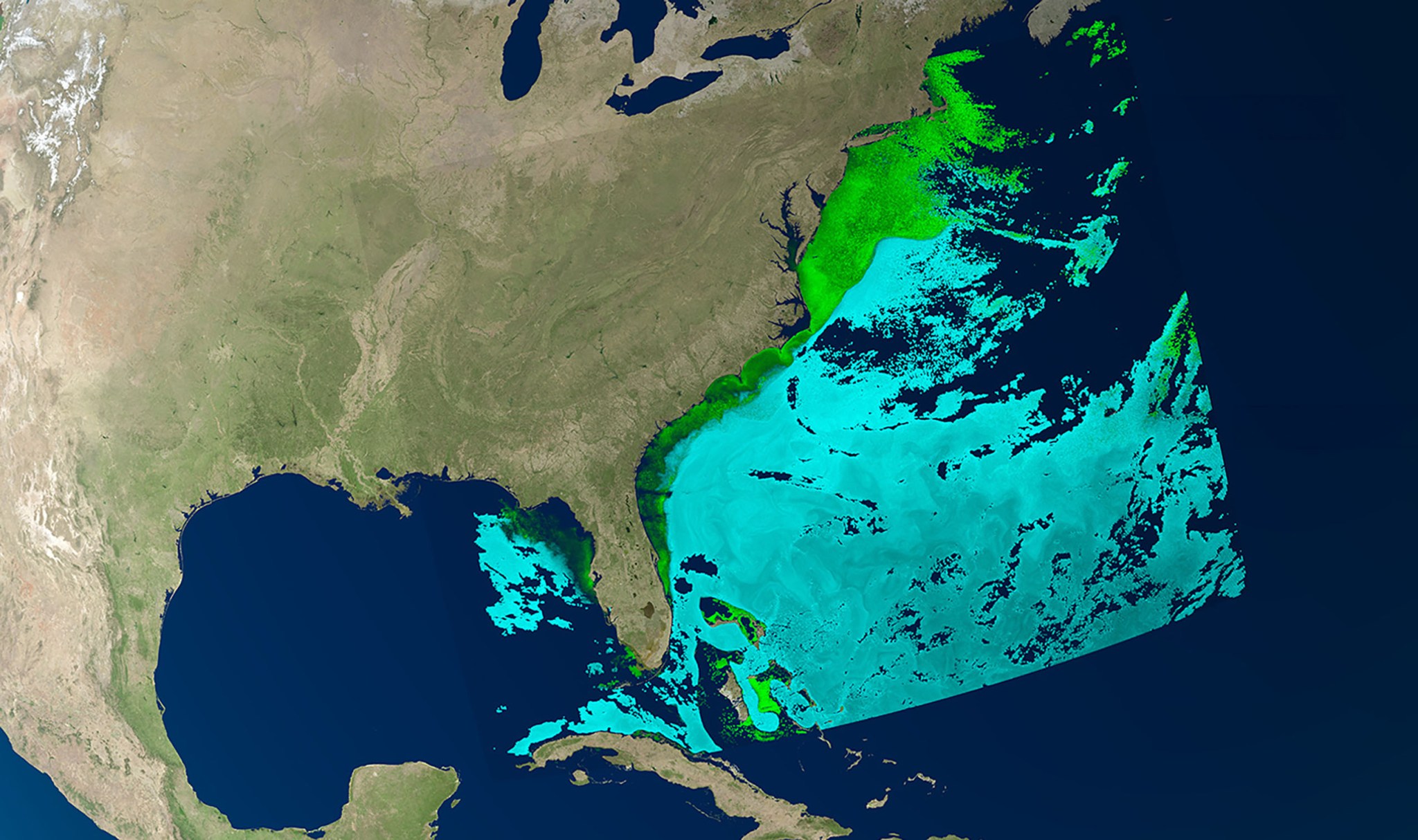 This image of the United States shows phytoplankton concentrations off the East Coast in April 2024 using data from NASA's Plankton, Aerosol, Cloud, ocean Ecosystem, or PACE, spacecraft.